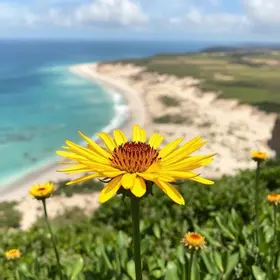Melhor época para ver a flora em Jericoacoara: o que saber para planejar melhor