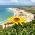 Melhor época para ver a flora em Jericoacoara: o que saber para planejar melhor