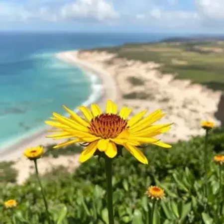Melhor época para ver a flora em Jericoacoara: o que saber para planejar melhor