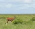 Melhor época para observar fauna em Jericoacoara: informações úteis para sua viagem