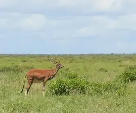 Melhor época para observar fauna em Jericoacoara: informações úteis para sua viagem