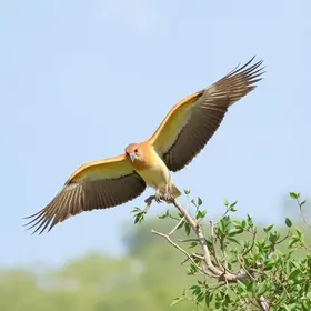 Observação de aves em Jericoacoara: informações úteis para sua viagem