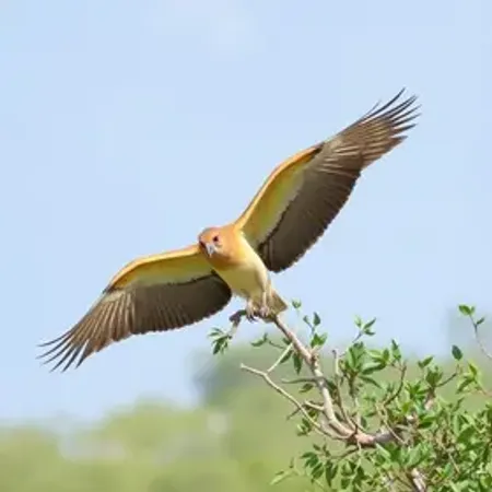 Observação de aves em Jericoacoara: informações úteis para sua viagem