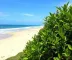 Guia da flora de Jericoacoara para turistas: informações úteis para sua viagem